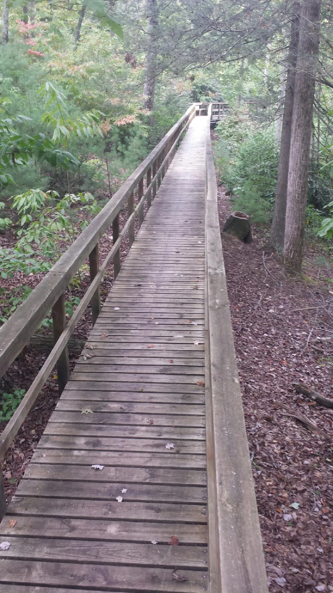 Long wood walkway with handrails built through the woods in Winnebago